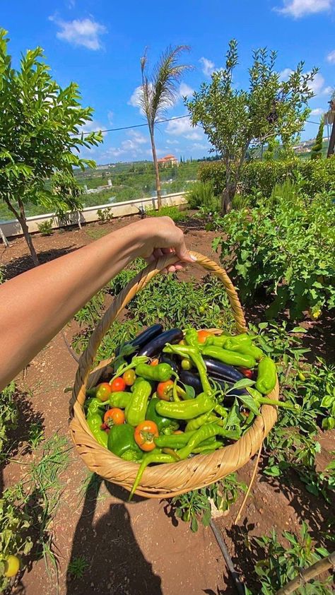 Produce Garden Aesthetic, Vegetable Garden Aesthetic, Dark Modern Home, Wall Art Projects, Modern Home Interior, Dark Modern, Vegetable Farming, Future Farms, Farm Lifestyle