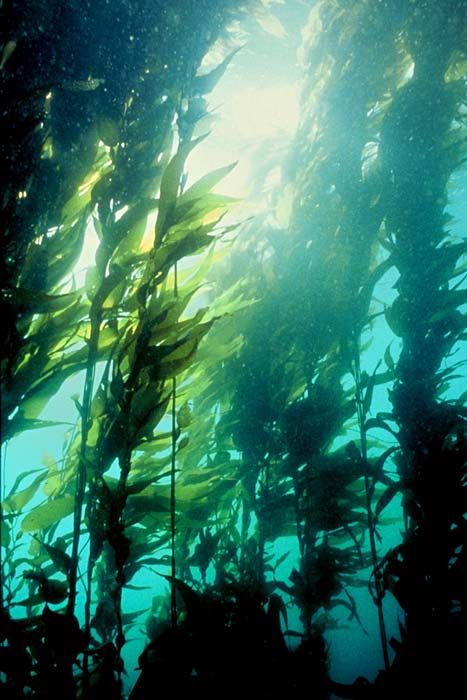 Bladder-kelp forest – Seaweed – Te Ara Encyclopedia of New Zealand Seaweed Aesthetic, Seaweed Forest, World Underwater, Sea Snails, Small Creatures, Marine Plants, Underwater Pictures, Sea Plants, Kelp Forest