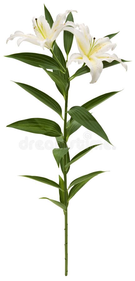 White Lily. Hand made clipping path included #Sponsored , #Affiliate, #Paid, #Lily, #included, #path, #White Lily Leaves Drawing, Lily Leaves, Artistic Portrait Photography, Lilies Drawing, Plantain Lily, Artistic Portrait, Arum Lily, White Lilly, Lilly Flower