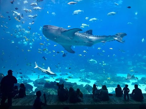 Fishies at Georgia Aquarium Whale Shark Aquarium, Aquarium Desktop Wallpaper, Georgia Aquarium Aesthetic, Aquarium Widget, Aquarium Aesthetic Wallpaper, Aesthetic Aquarium, Aquarium Aesthetic, Aquarium Pictures, Georgia Aquarium