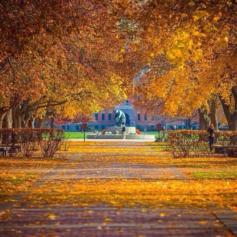 Fall photo of The University of Montana campus. Montana Aesthetic, Montana State University, University Of Montana, Missoula Montana, Colorado State University, Montana State, Fall Photo, Best University, Brooklyn Baby