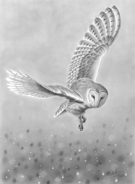 Flying Owl Tattoo, Nolon Stacey, Barn Owl Drawing, Barn Owl Tattoo, Owl Flying, Owl Tattoo Drawings, Owl Sketch, Fly Drawing, Flying Owl