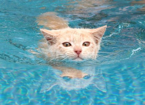 My friend's kitten enjoying swim in the pool Cat Swimming, Swimming Cats, Dog Swimming Pools, Strange Days, Dog Pool, Dog Swimming, Wet Cat, Cat Pose, Cat Boarding