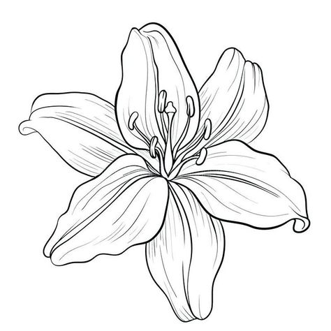 Lily Flower Outline, Flower Outline Tattoo, Lilies Drawing, Lily Flower Tattoos, Tattoos Meaningful, Outline Tattoo, Tattoo Outline Drawing, Body Tattoo, Flower Drawing Design