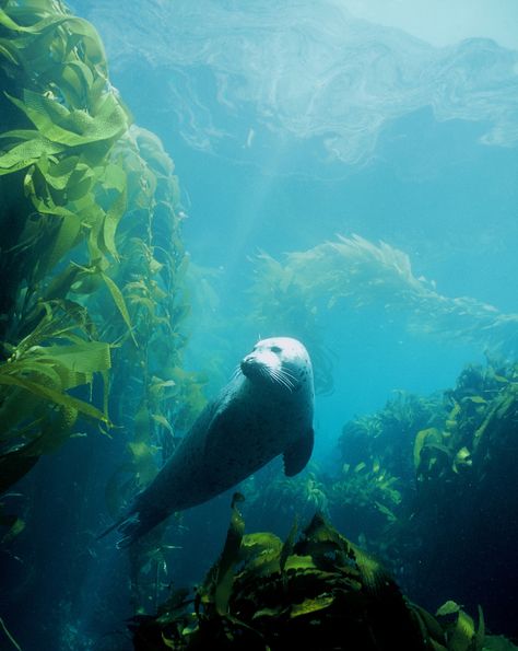 A Harbor Seal swimming through undersea foliage. Seal Reference, Seal Swimming, Sea Stuff, Grey Seal, Harbor Seal, Channel Islands National Park, Arno River, Kelp Forest, California Wall Art