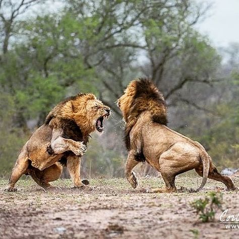 Amazing capture 😨 of 2 male lions battling. . A male Lions role is to protect the pride, pride territory and reproduce with the lionesses.… Asiatic Lion, Animals Crossing, Lions Photos, Male Lion, Lion Images, Lion Pictures, African Lion, Majestic Animals, African Animals