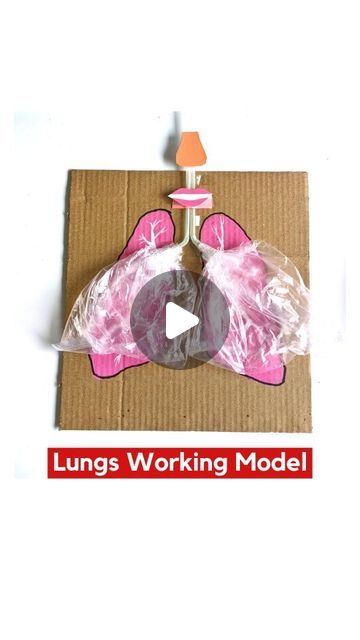 Lungs Working Model Science Project for Kids Lungs Working Model, Lungs Project For Kids, Lungs Model Projects, Internal Organs For Kids, Lungs Project, Science Working Models, Lungs Model, Model Science Project, Digestive System Activities