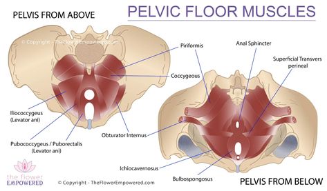 Pelvic Congestion Syndrome, Pelvic Floor Dysfunction, Aquarius Truths, Pelvic Floor Exercises, Feminine Health, Muscle Anatomy, Pelvic Floor Muscles, Small Study, Muscle Spasms