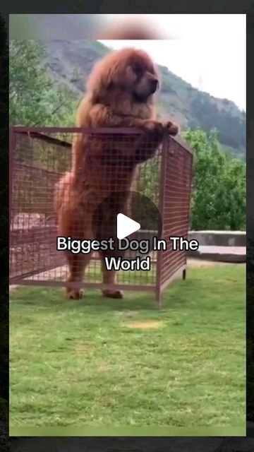 The Biggest Dog In The World, Worlds Biggest Dog, Alabai Dog, Tibetan Mastiff Dog, Biggest Dog In The World, Ancient Egypt Pharaohs, Biggest Dog, Huge Dogs, Tibetan Mastiff