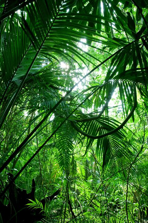 Jungle scene vertical | kathink Indonesian Rainforest, Jungle Tattoo, Jungle Photography, Tropical Trees, Tropical Nature, Jungle Scene, Tropical Forest, Tropical Rainforest, Jungle Theme