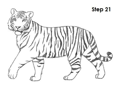 Tiger Drawing 21 Easy Tiger Drawing, African Tiger, Tiger Sketch, Tiger Images, Easy Animal Drawings, Tiger Drawing, Tiger Illustration, Easy Animals, Tiger Art