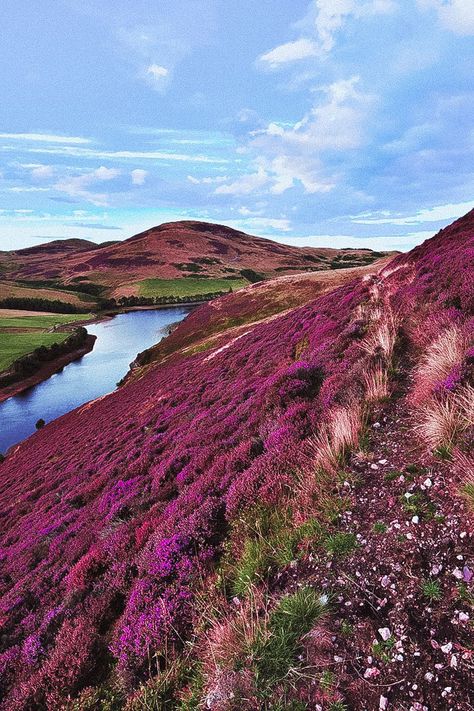 Pentland Hills just outside of Edinburgh is one of the best places in Scotland. 5 BEST spots to find purple Heather in Scotland. From Edinburgh to Glasgow Scotland to Northern Scotland and the Scottish Highlands. Scottish Heather is found in abundance in Scotland in later summer, peaking in August. Check out our full guide on the best spots in Scotland on www.avenlylanetravel.com #scotland #europe #scottish #ukdestinations #Scotlandtravel #scotlandtravelguide #beautifulplaces #traveldestinations Scotland Aesthetic, Scottish Heather, Scotland Travel Guide, Scotland Landscape, Scottish Countryside, Places In Scotland, Scottish Culture, Purple Heather, Scotland Highlands