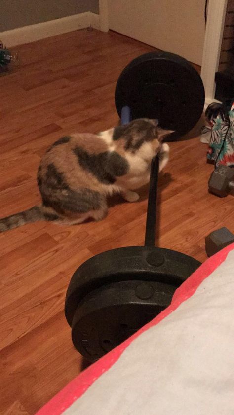 Cat Working Out, Cat With Muscles, Cat Lifting Weights, Cat Workout, Cat Gym, Cat Makeup Halloween, Funny Cat Faces, Cat Work, Cat Profile