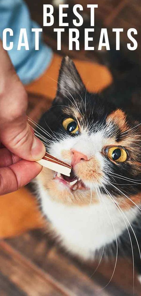 Best Cat Treats - Mouthwatering Nibbles and Healthy Choices. Diy Cat Treats Recipes, Homemade Cat Treats Recipes, Diy Cat Treats, Kitty Treats, Outdoor Cat Enclosure, Cat Towers, Homemade Cat, Cat Treat Recipes, Cat Enclosure