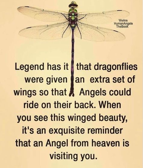 Dragonfly Symbolism, Dragonfly Quotes, Quotes Wisdom, Dragon Fly, Dragonflies, Wise Quotes, Meaningful Quotes, Great Quotes, Wisdom Quotes