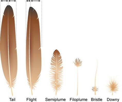 Lesson 3 -Types of feathers // Apologia Zoology 1 Types Of Feathers, Winged People, Feather Drawing, Bird People, Wings Drawing, Bird Wings, Zoology, Art Tips, Drawing Tips