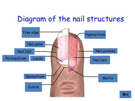 Nail Structure Diagram, Nail Diagram, Nail Structure, Nail Anatomy, Nail Shape Chart, Nail Tech School, Bed Of Nails, Integumentary System, Image Nails