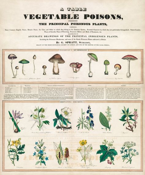 Poisonous mushrooms: Irritating poisons (1840–1850) print in high resolution by George Edward Madeley. Original from Library of Congress. Digitally enhanced by rawpixel. | free image by rawpixel.com / Library of Congress (Source) Poisonous Mushrooms, Mushroom Poster, Classic Art Prints, Free Illustration Images, Poisonous Plants, Illustration Botanique, Vintage Mushroom, Mushroom Decor, Botanical Poster