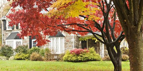 The 10 Best Plants to Add Fall Color to Your Garden Fall Lawn Care, Fall Lawn, Lawn Care Schedule, Types Of Hydrangeas, Raking Leaves, Ornamental Cabbage, Oakleaf Hydrangea, Lawn Care Tips, Healthy Lawn