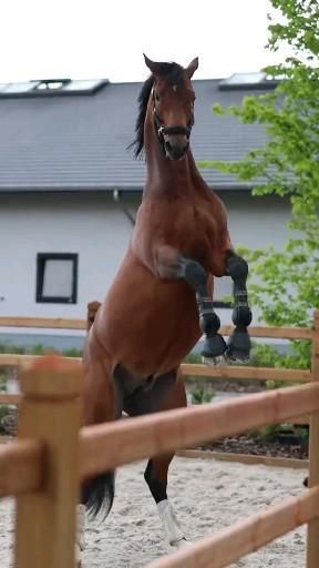 Cavalli Video, Video Cavalli, Horse Riding Quotes, Eventing Horses, Beautiful Arabian Horses, Funny Horses, Horse Boarding, Horse Aesthetic, Horse Videos