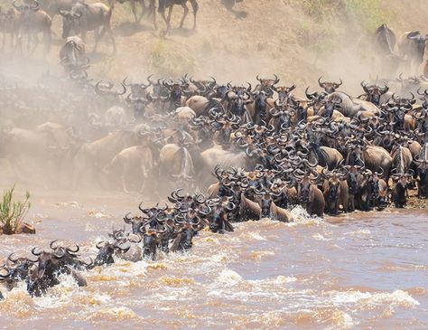 Wildebeest Migration, Calving Season, Chinese Dragon Art, The Great Migration, Africa Animals, Tanzania Safari, Kenya Safari, Serengeti National Park, Masai Mara