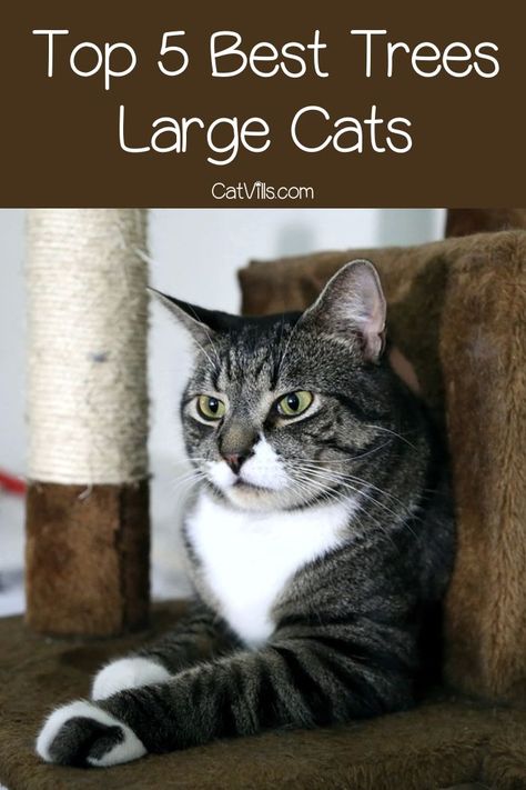 Choosing the best cat trees for large cats is a bit trickier than buying for petite kitties. Check out our guide to buying + our top 5 picks! Best Cat Trees For Large Cats, Cat Tree For Large Cats, Tree House Indoor, Cat Trees For Large Cats, Diy Cat Tower, Unique Cat Trees, Large Cat Tree, Cool Cat Trees, Cat Tree House