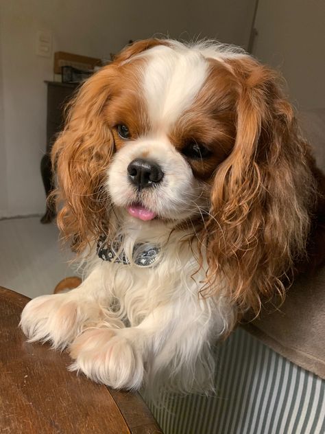 Cavalier King Charles Dog, King Charles Dog, King Charles Cavalier Spaniel Puppy, จีซอง Nct, 강아지 그림, Very Cute Dogs, Really Cute Dogs, Spaniel Puppies, Cute Little Puppies