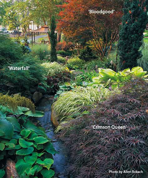 Japanese Maple Garden Landscaping, Japanese Maple Landscaping Ideas, Japanese Maple And Conifers, Japanese Maple Backyard, Acer Garden Ideas, Japanese Garden Bed, Japanese Maple Tree Landscape Ideas, Landscape With Japanese Maple Tree, What To Plant With Japanese Maple