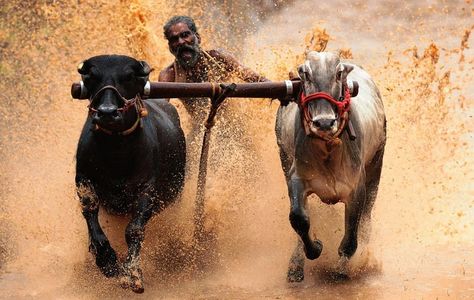 The Hindu on Instagram: “Hoof power: A cattle race in progress on a paddy field at Kanjikode in Palakkad district of Kerala. Bull-rearing for racing events is still…” Paddy Field, The Hindu, Kerala, Sports, Animals, On Instagram, Instagram