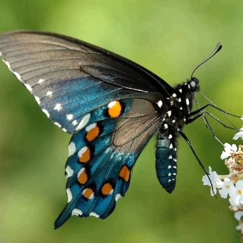 We're thrilled to see how big the Pipevine Swallowtail caterpillars have grown on our Woolly Dutchman's Pipevine (Aristolochia tomentosa). Did you know that this plant is a host to the beautiful Pipevine Swallowtail butterfly? By planting host plants like this, we can help save our pollinators. Do you have a pollinator garden? #woollydutchmanspipevine #pipevine #pipevineswallowtail #aristolochiatomentosa #pollinatorgarden #butterflygarden #themimidiaries #savethebutterflies #plantforpollin... Pipevine Swallowtail Butterfly, Pipevine Swallowtail, Pollinator Plants, Swallowtail Butterfly, Pollinator Garden, Butterfly Garden, Native Plants, Planting, Did You Know