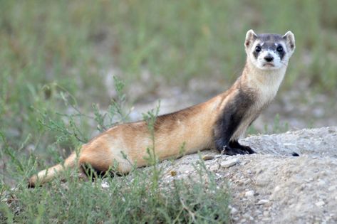 Black Footed Ferret, Toronto Zoo, Zoological Garden, Conservation Biology, Wildlife Biologist, Surviving In The Wild, Climb Trees, Prairie Dog, San Diego Zoo