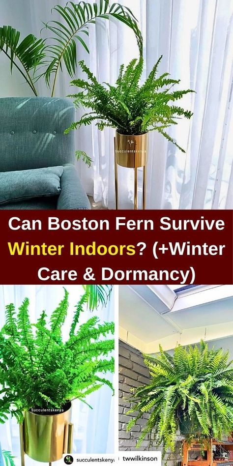 """Discover essential tips for keeping your Boston Fern thriving indoors during winter! Learn about optimal light conditions, humidity levels, and watering techniques to ensure your Boston Fern survives the cold months. Explore winter care strategies to maintain lush foliage and vibrant growth, making your indoor space a green oasis all season long. Perfect for plant lovers seeking to protect their ferns from winter stress!""" Boston Fern Indoor, Fern Care, Hanging Ferns, Survive Winter, Ferns Care, Winter Care, Boston Fern, Green Oasis, Fern Plant