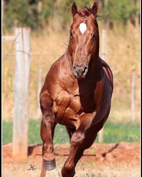 Reining Horses, Chestnut Horse, Animal Photos, Pretty Horses, Quarter Horse, Beautiful Horses, Dressage, Redheads, Chestnut