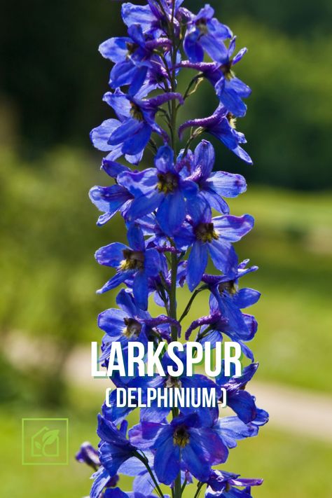 Deadly Plants For Humans, Deadly Flowers, Larkspur Delphinium, July Flower, Deadly Plants, Webtoon Ideas, Flower Pic, Poisonous Plants, Fantasy Gowns