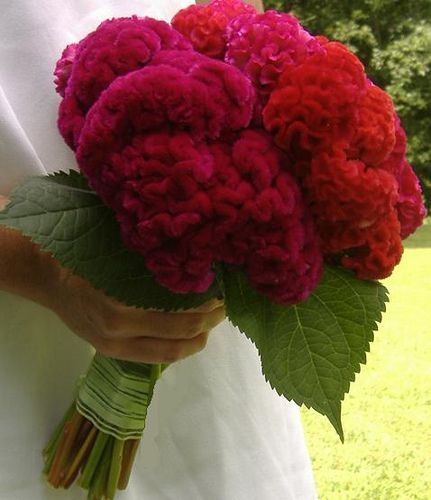 I love Cockscomb! It looks like Coral but feel like Velvet, comes in almost any color and looks fabulous in any style Bouquet! Cockscomb Flower Bouquet, Celosia Flower, Bright Wedding Bouquet, Fav Flower, Unique Bridal Bouquets, Wool Flowers, Zinnia Flower, Red Bouquet, Zinnia Flowers