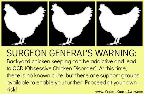 Obsessive Chicken Disorder : 0) Chicken Math, Chicken Rearing, Egg Facts, Chicken Plucker, Egg Colors, Farm Humor, Chicken Farmer, Raising Chicks, Backyard Chicken Coop Plans