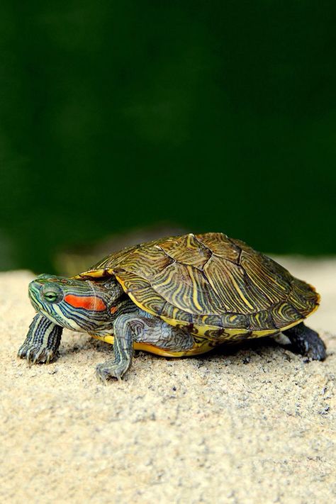 Small Red Ears turtle Red Ear Turtle, Eastern Painted Turtle, River Turtle, Red Eared Slider Turtle, Turtle Care, Turtle Wallpaper, Slider Turtle, Cute Tortoise, Big Turtle