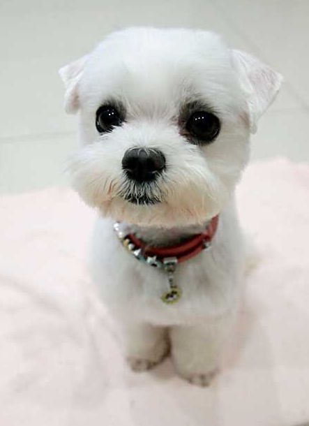 15 Maltese Haircuts & Hairstyles: White, Fluffy, and Looking Fabulous! Maltese Puppy Cut, Maltese Haircuts, Maltese Haircut, Dog Grooming Styles, Puppy Cut, Maltese Puppies, Dog Haircuts, Maltese Puppy, Maltese Dogs