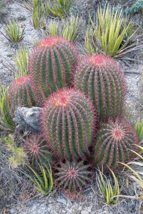 ♡ Fire Barrel, Cactus Gardens, Barrel Cactus, Desert Living, Desert Flowers, Desert Garden, Unusual Flowers, Cactus Flowers, Agaves