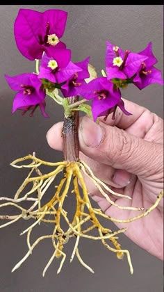 Bougainvillea Planting Ideas, Growing Bougainvillea, Bougainvillea Plant, Bougainvillea Bonsai, Orchid Plant Care, Grafting Plants, Succulent Landscape Design, Design On A Budget, Gardening Design