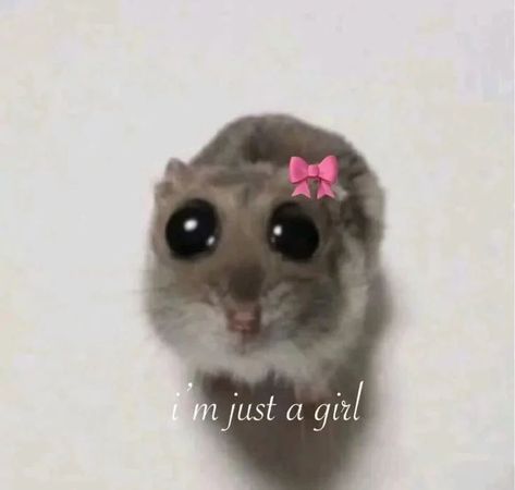 😞 Aesthetic Hamster, Cats Mood, Maria Aesthetic, Big Doe Eyes, Hello Kitty Pfps, Silly Animal Pictures, Eyes Meme, Silly Meme, I Am Just A Girl