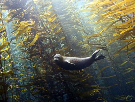 41 Strange on Twitter: "Harbor Seals in a kelp forest   (Photos: Kyle McBurnie)… " Harbor Seal, Kelp Forest, A Seal, Forest Photos, Sea Lion, Marine Animals, Ocean Creatures, Ocean Animals, Underwater Photography