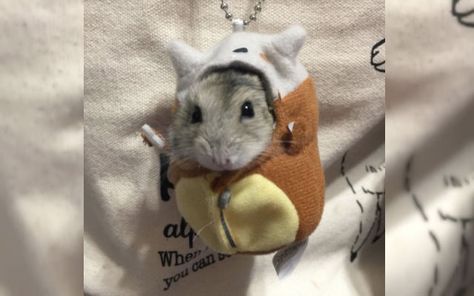 Hamster Slips Into Costume, Turns Into A Real Life Cubone – grape Japan Real Life, Pokemon, Japan, Pokémon