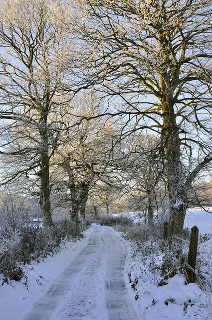 Growing Geraniums, Country England, Country Lane, Winter Road, Painting Snow, Winter Plants, Winter Love, Winter Scenery, Winter Beauty