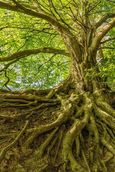 Green Tree Photo Tree Roots Aesthetic, Growth Painting, Twisty Tree, Tree With Roots, White Oak Tree, Art For Walls, Tree Growth, Walls Art, Big Trees