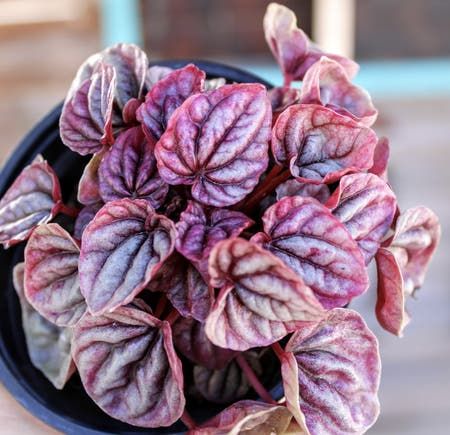 Schumi Red Peperomia Plant Care: Water, Sunlight, and Nutrients Low Light House Plants, Peperomia Plant, Purple Leaves, Plant Nutrients, Sun Water, Low Light Plants, Terrarium Plants, Rare Succulents, House Plants Indoor