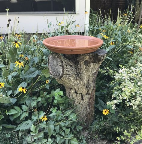 Terra Cotta Bird Bath, Courtyard Ideas, Diy Bird Bath, Bird Bath Garden, Diy Birds, Wildlife Gardening, Native Garden, Garden Yard Ideas, Memorial Garden