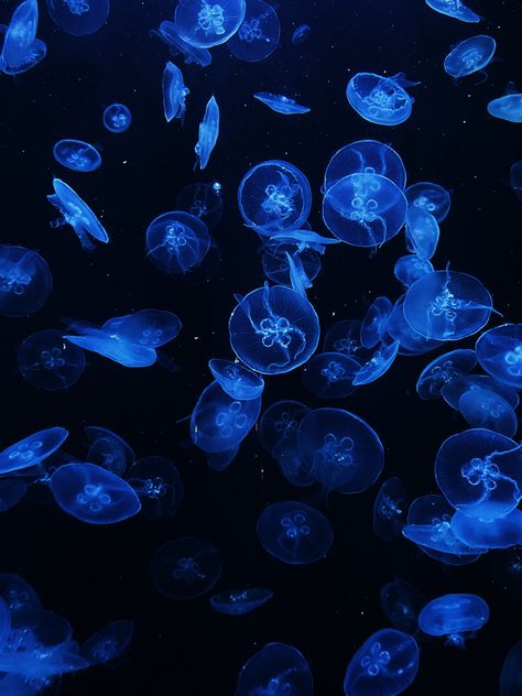 Dark Blue Underwater Aesthetic, Deep Ocean Aesthetic Dark, Deep Sea Aesthetic Dark, Deep Water Aesthetic, Phone Wallpaper Aesthetic Blue, Blue Jellyfish Aesthetic, Deep Ocean Aesthetic, Deep Sea Aesthetic, Dark Blue Jellyfish