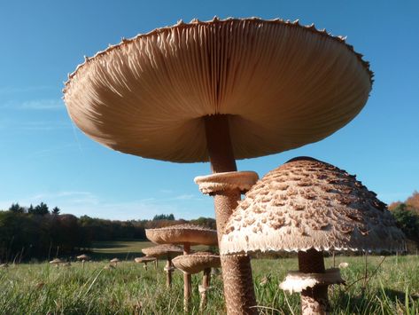 Giant Mushroom - Imgur Big Mushroom, Giant Mushroom, Lichen Moss, Slime Mould, Edible Mushrooms, Mushroom Fungi, Mushroom Art, Wild Mushrooms, Natural Phenomena