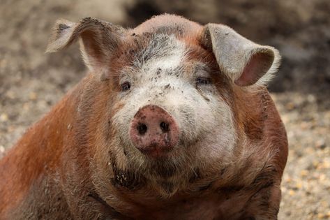 The Hereford Pig Breed – Mother Earth News Hereford Pigs, Homestead Style, Backyard Animals, Homesteading Animals, Pig Breeds, Raising Pigs, Hereford Cattle, Raising Rabbits, Mother Earth News